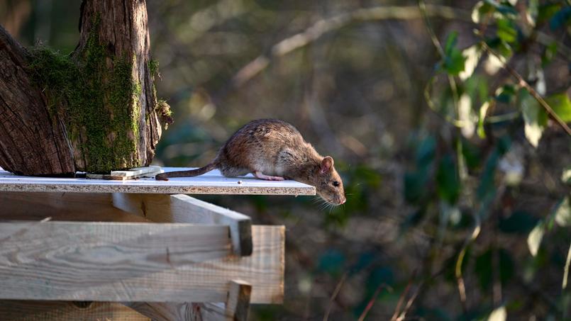 Lorsqu’un immeuble se retrouve à l’abandon c’est au maire de la commune concernée d’agir.