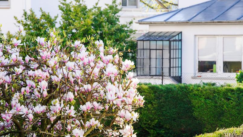Cet arbre aux fleurs roses qui s’épanouit depuis 15 ans au fond du jardin d’un jeune couple, dérange les voisins.