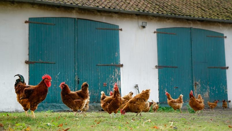 Le chant du coq n’est pas du goût de tout le monde et génère de plus en plus de conflits entre voisins.