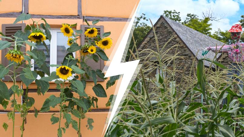 Un copropriétaire ne supporte pas l’idée que la copropriété puisse l’obliger à arracher les tournesols qu’il a plantés devant sa maison.