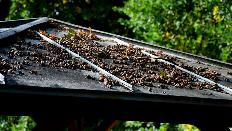 Dans l’Ille-et-Vilaine (35), deux habitants se plaignaient d’incessantes chutes de glands sur leur toit.