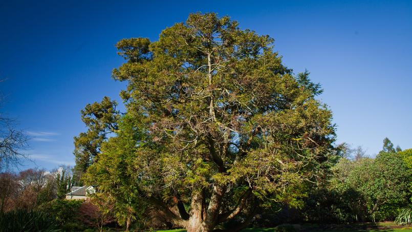 L’if qui prend place sur le parking de la salle municipale de l’Oratoire à La Rochelle aurait 150 ans <i>(photo d’illustration)</i>.
