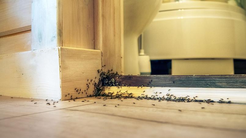 Ces fourmis invasives peuvent pousser des habitants à quitter leur logement