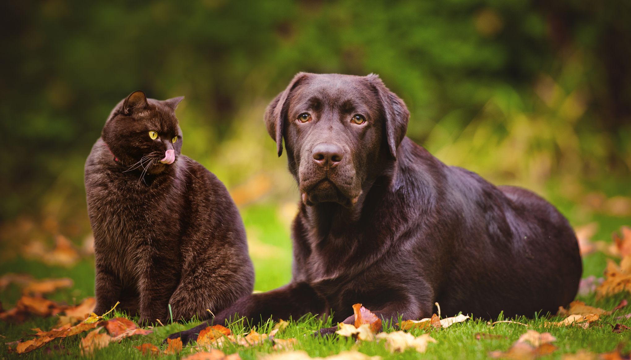 Quand et comment vermifuger votre chien ou votre chat? - Le Parisien