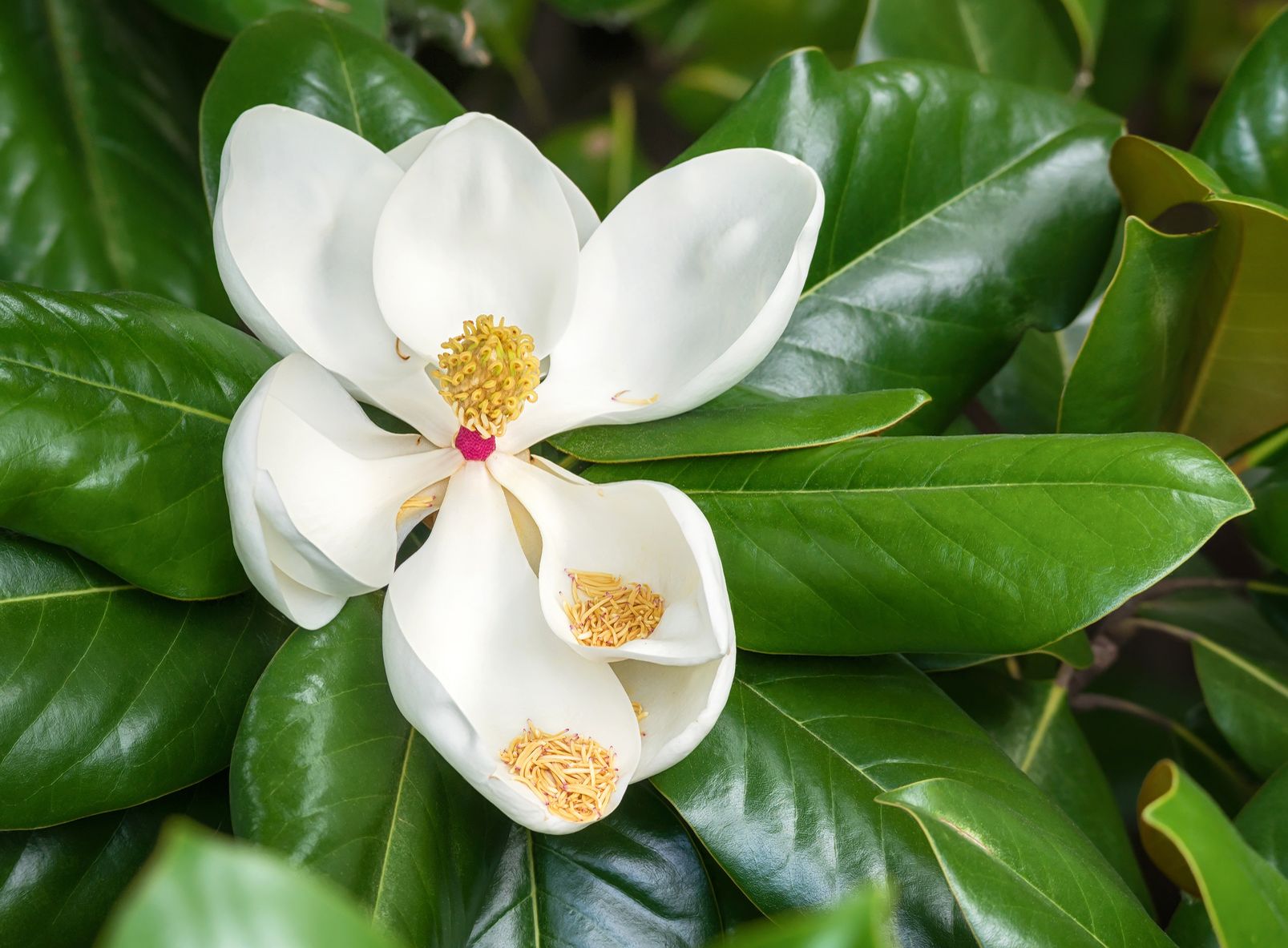 Magnolia à feuillage persistant, un trésor venu d'Amérique