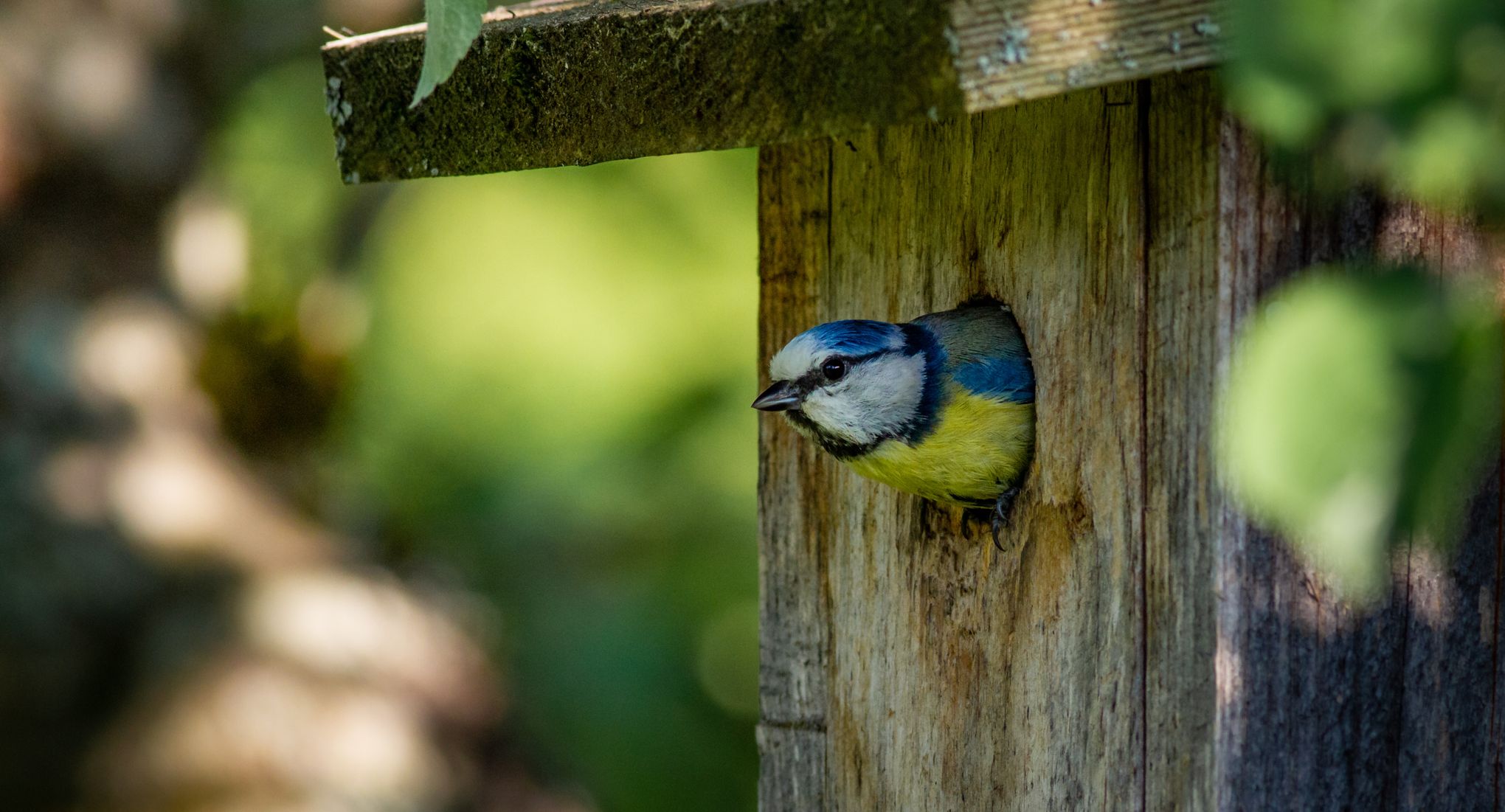 Placer des nichoirs pour les oiseaux au jardin : une foule de conseils 