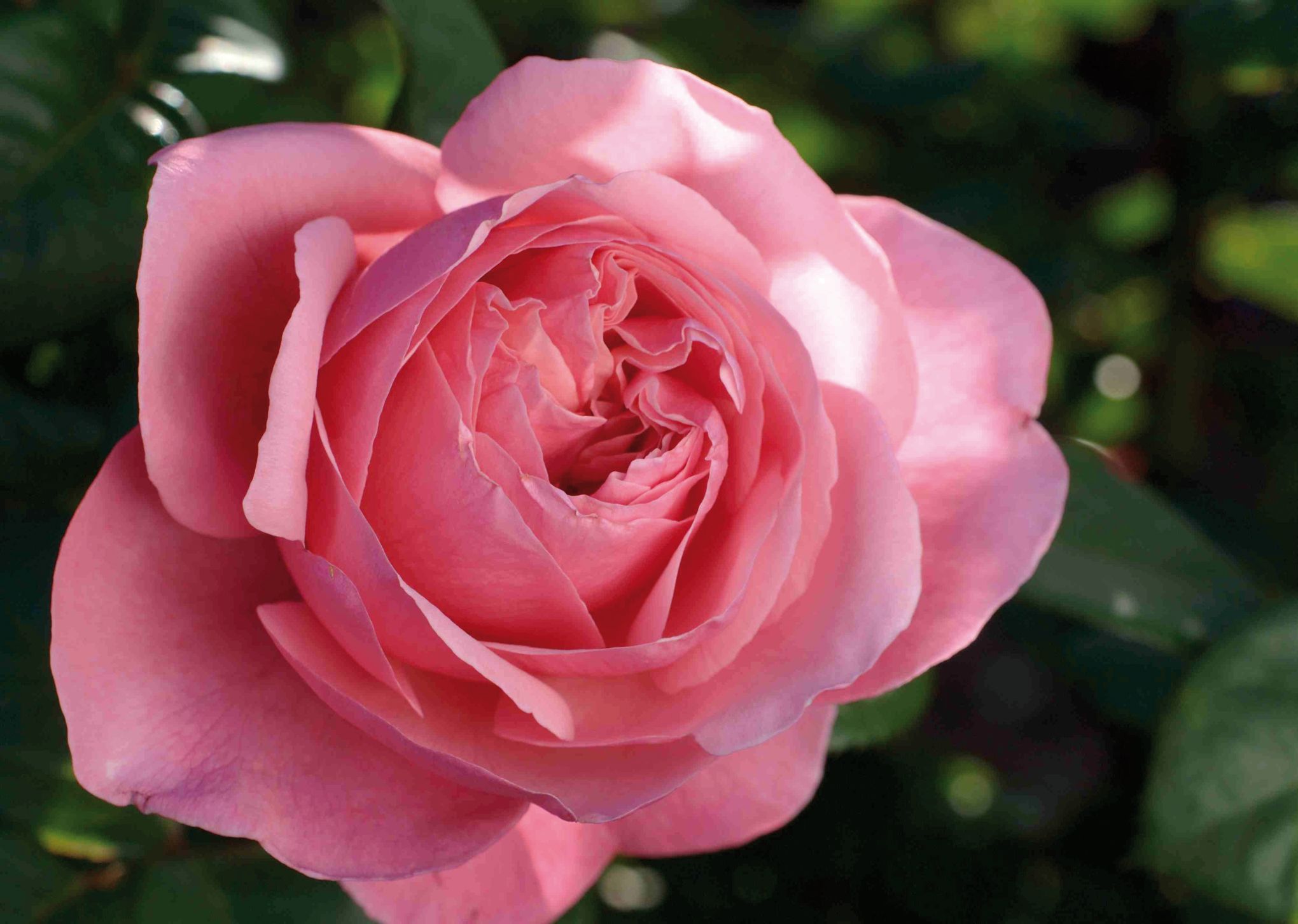 Ces Poisons Végétaux Qui Poussent Dans Nos Jardins