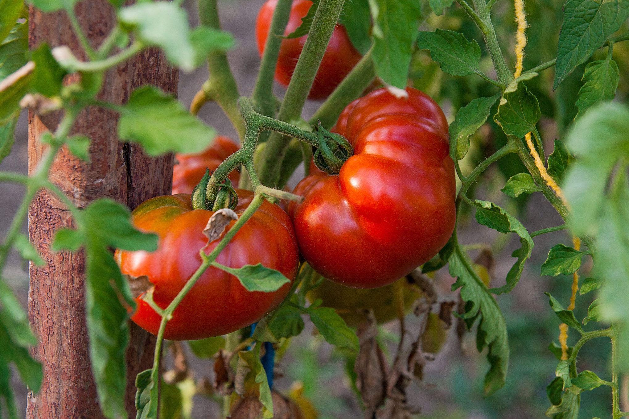 Maladies de la tomate : les douze à connaître - Le Parisien