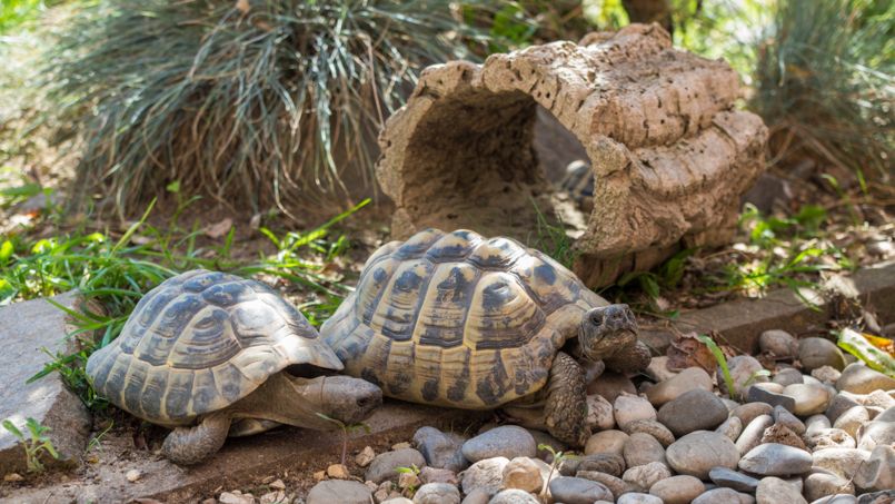 Les 5 tortues devront être relogées dans un espace de 35 hectares.