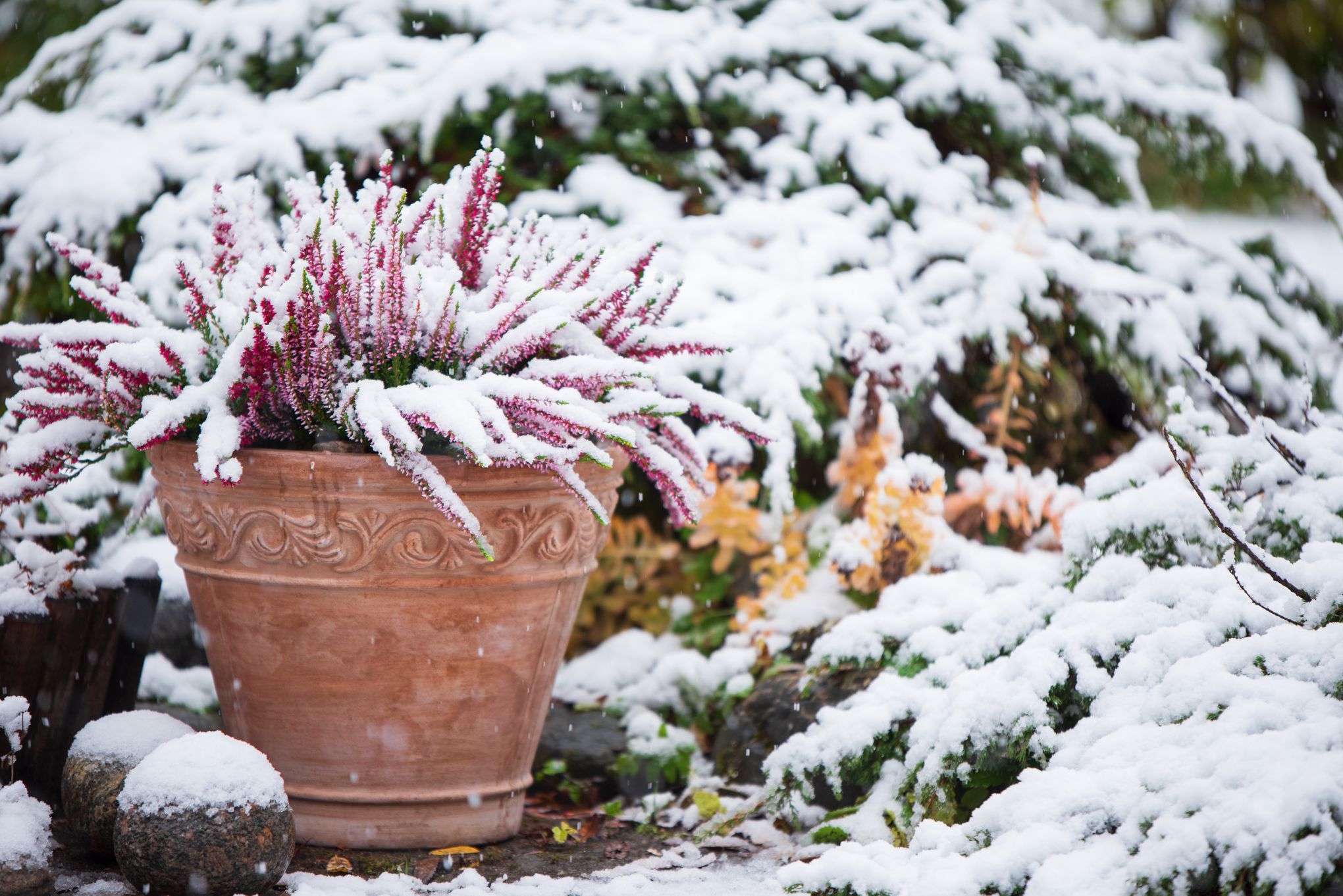 Idées de plantes pour égayer votre jardin en hiver