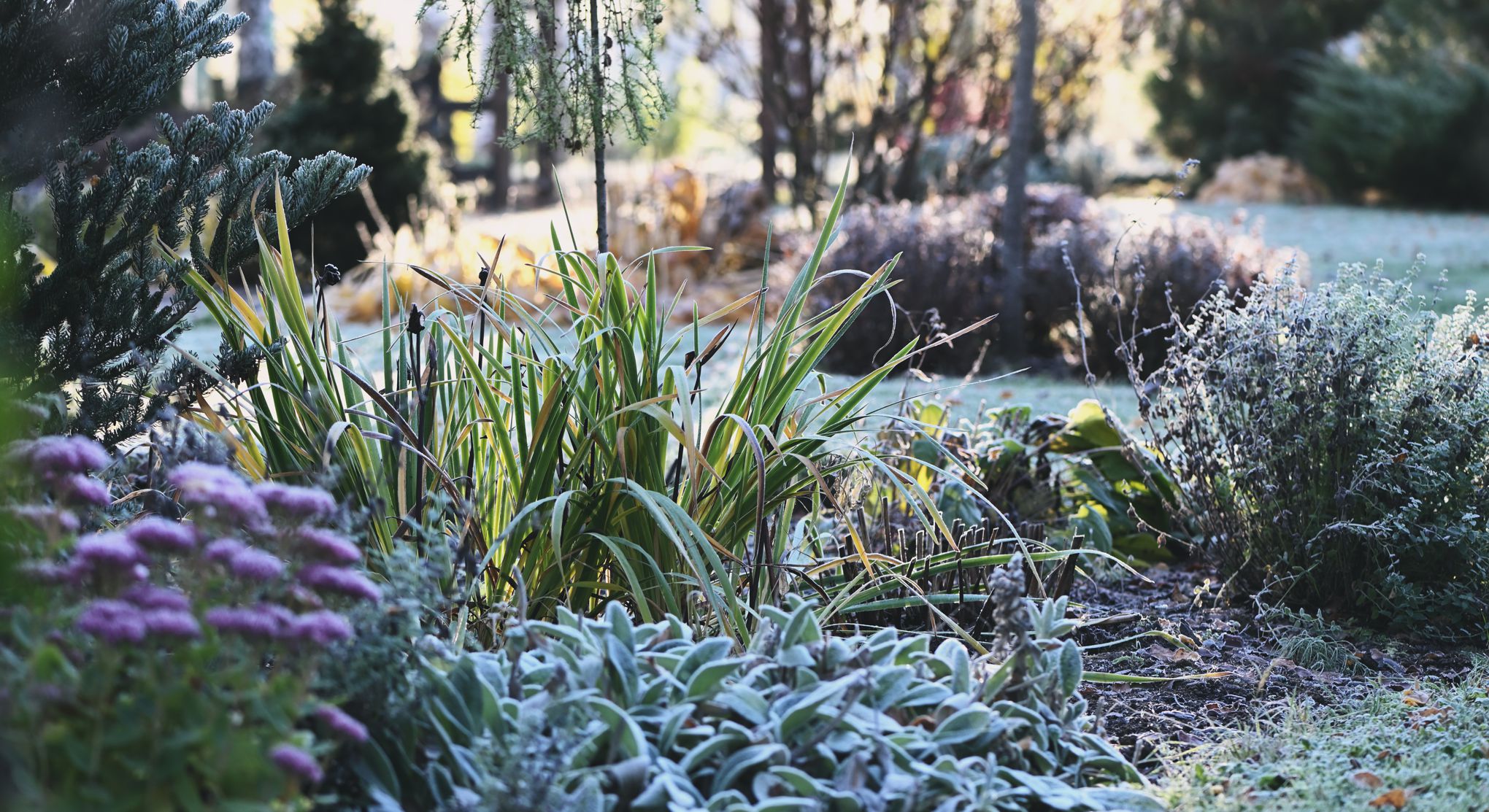 Comment protéger vos plantes du froid ? Le gel arrive