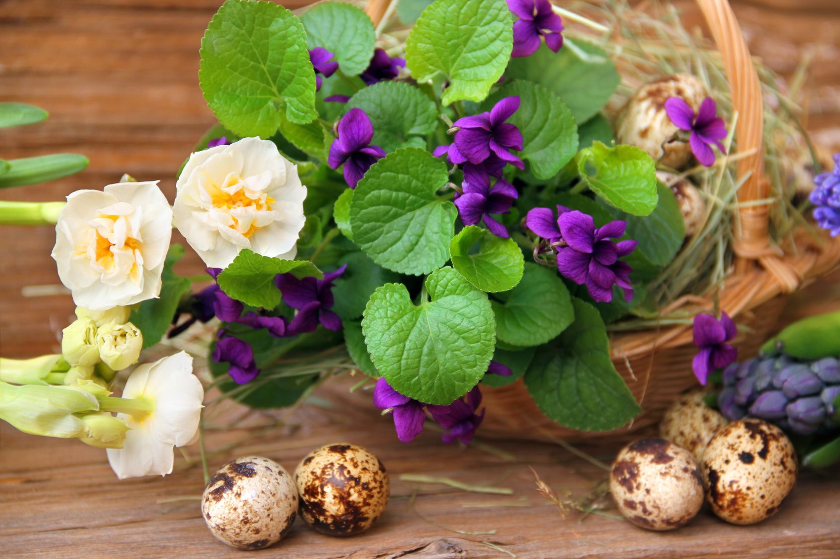 Violettes odorantes, des fleurs au parfum unique
