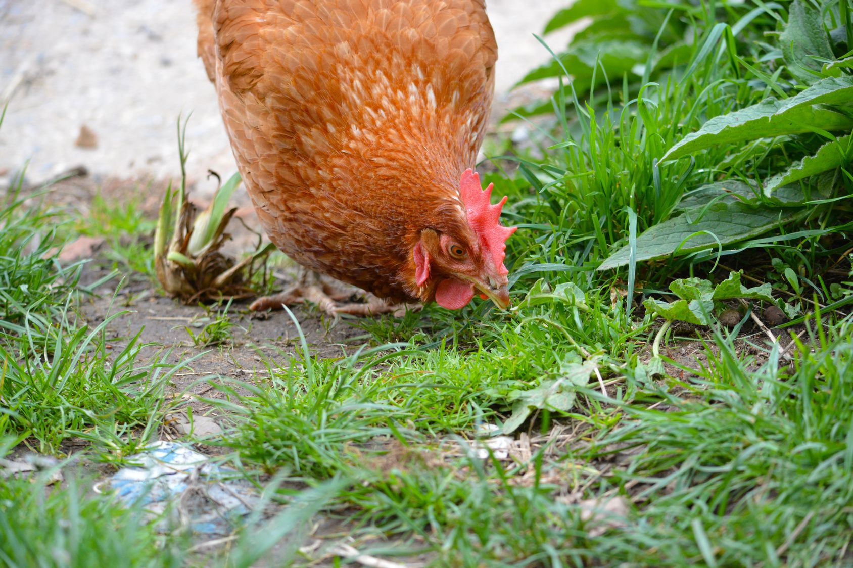 Engrais Comment Bien Utiliser La Fiente De Poule