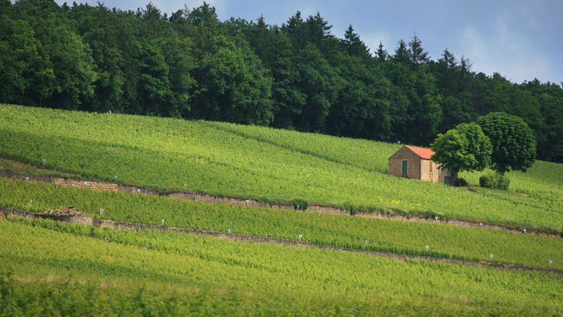 Les vignes de Corton, près de Beaune. La transaction se serait approchée des 10 millions d’euros à l’hectare.
