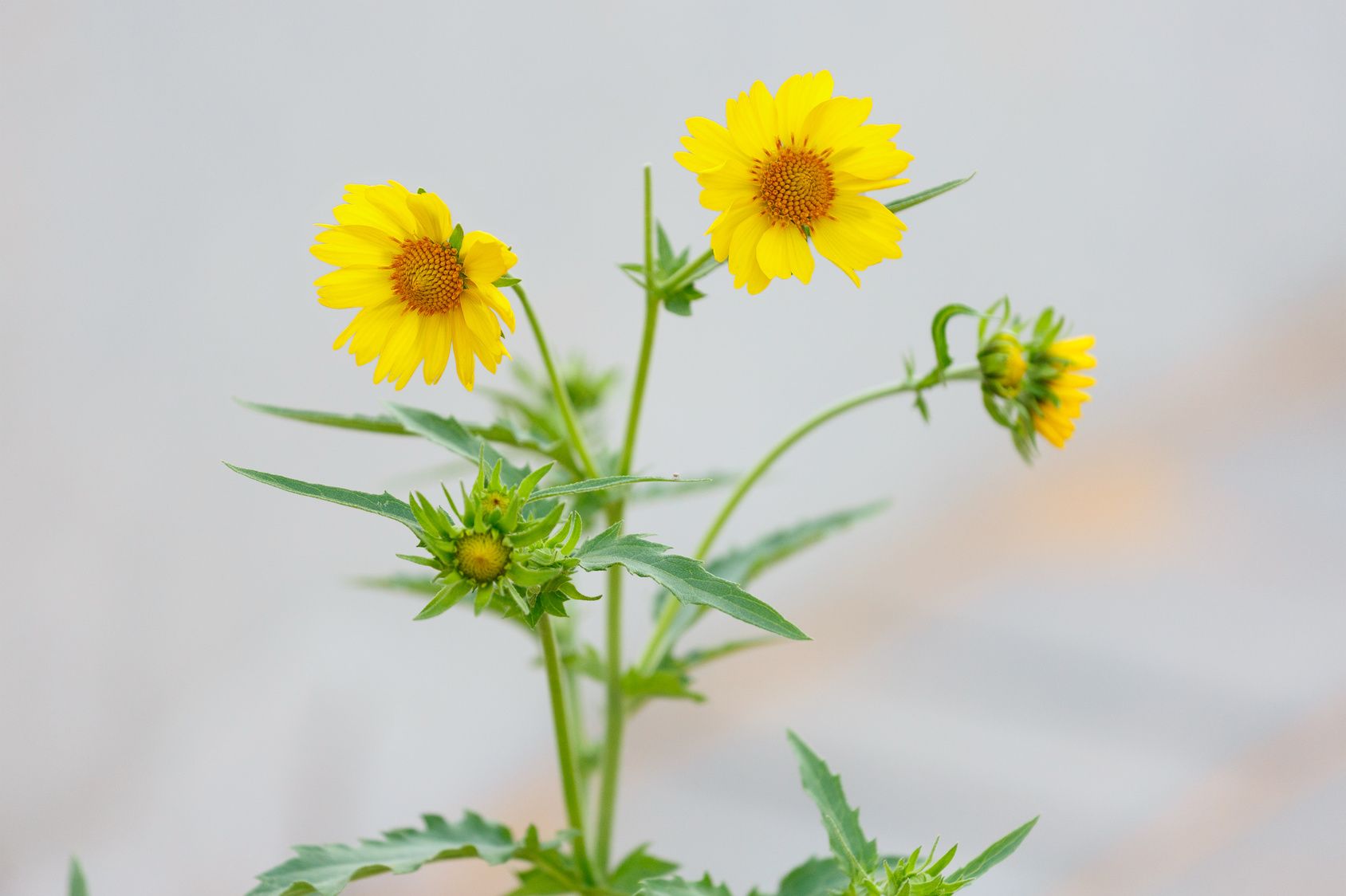 Semer Des Fleurs Au Jardin Pour Les Manger