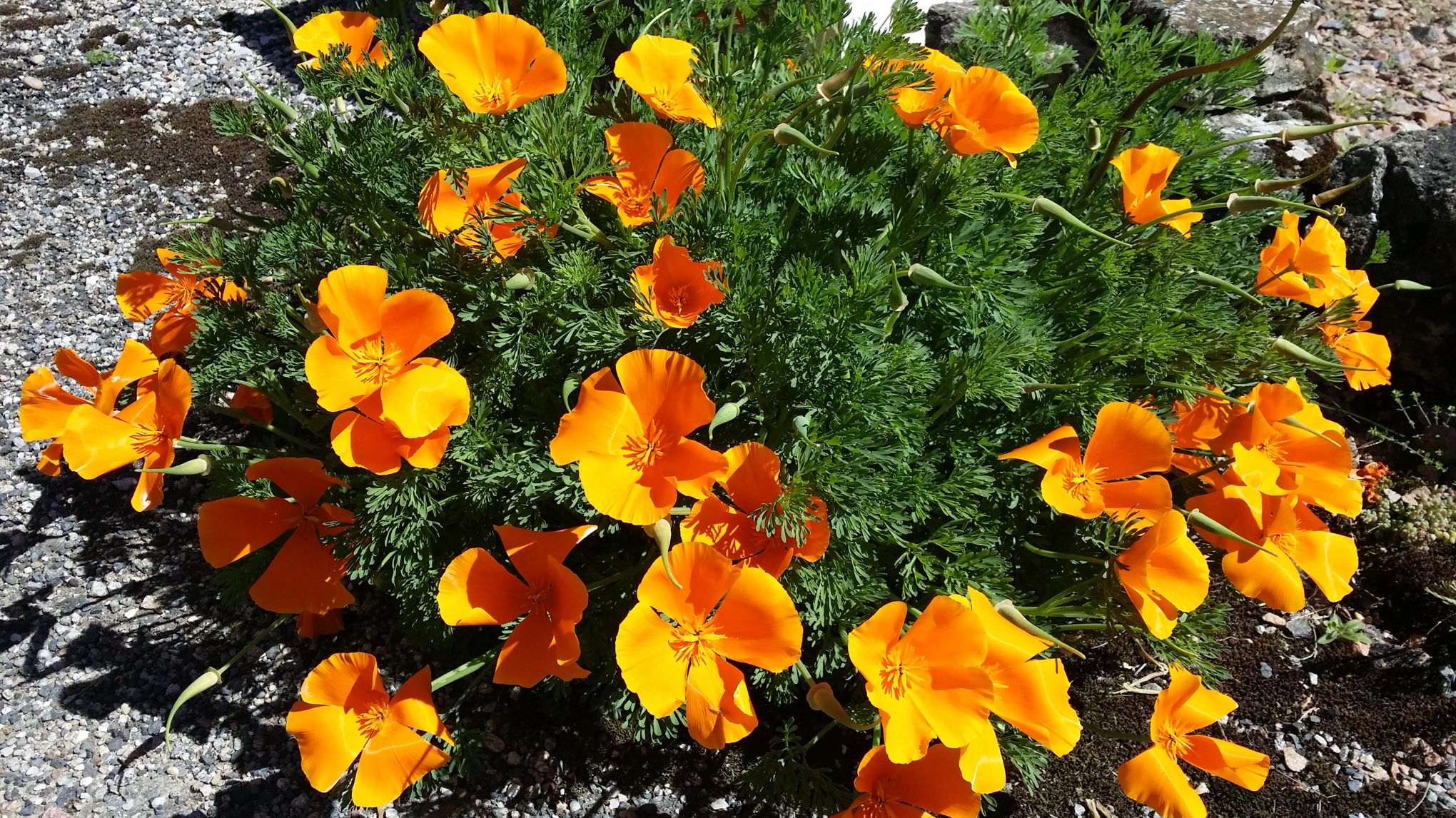 Pavot d'Islande - Société Nationale d'Horticulture de France