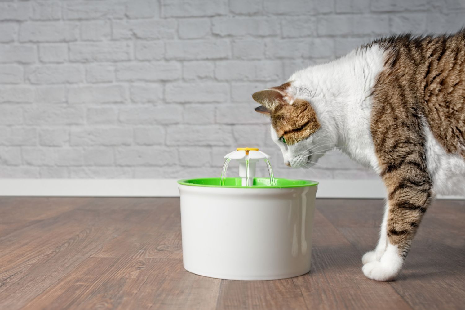 Comparatif Fontaine à Eau Pour Chat Chien