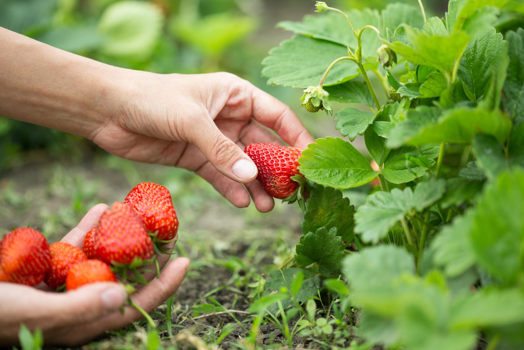 Fraises Les Dix Variétés à Planter Au Jardin - 