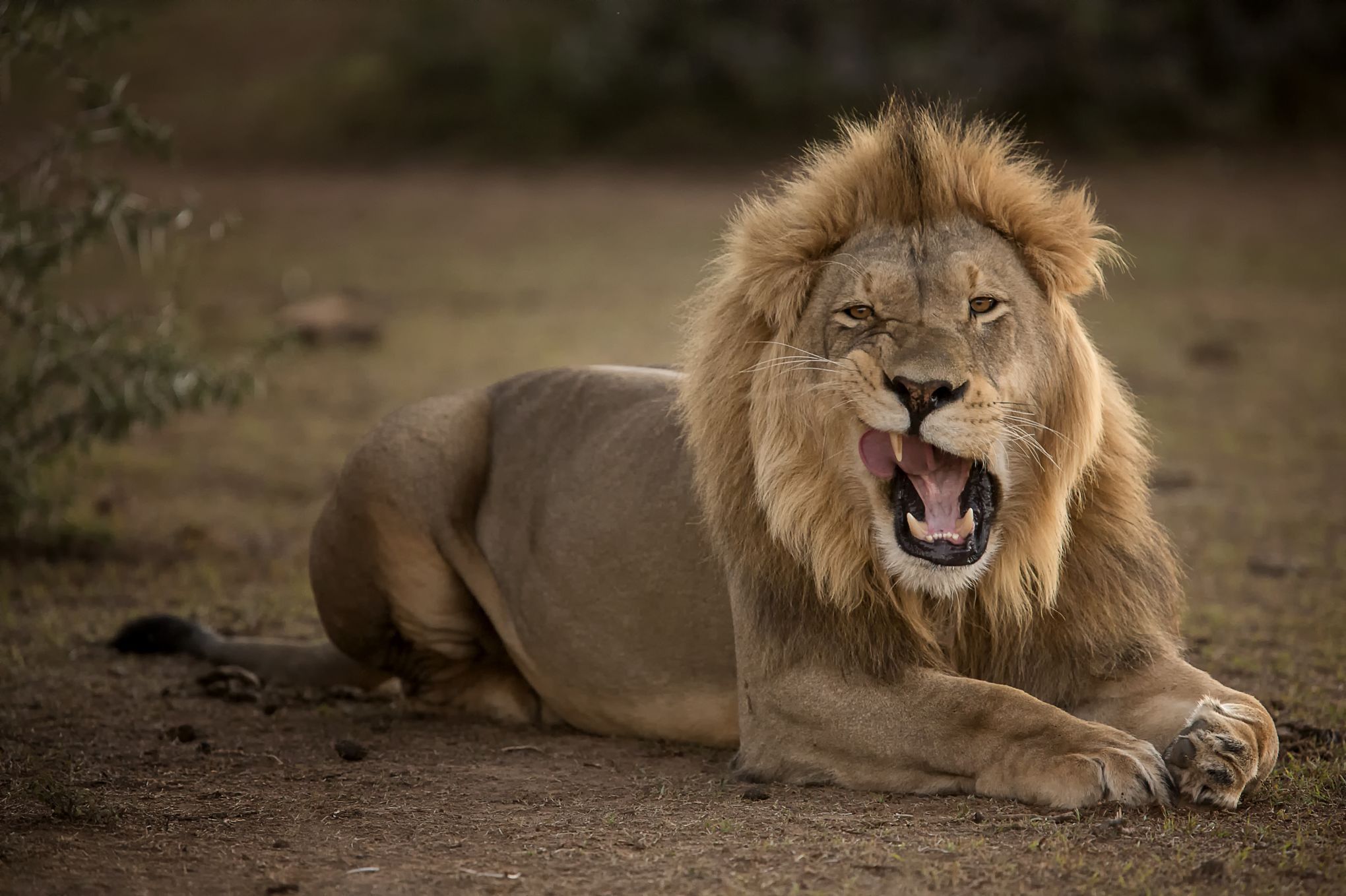 Peut On Comprendre Le Langage Des Animaux