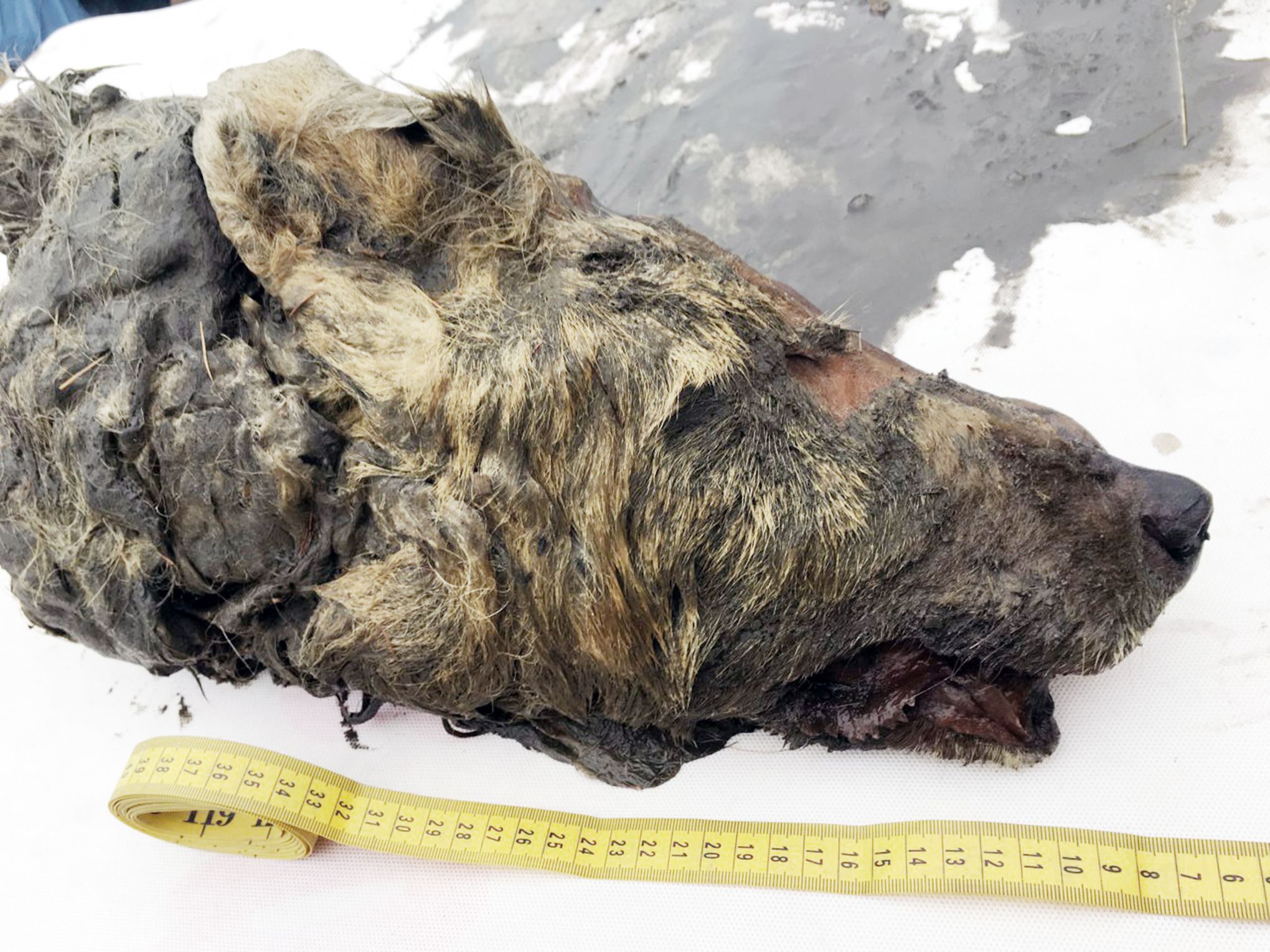 Sibérie : les secrets de la tête de loup âgée de 32.000 ans - Sciences et  Avenir