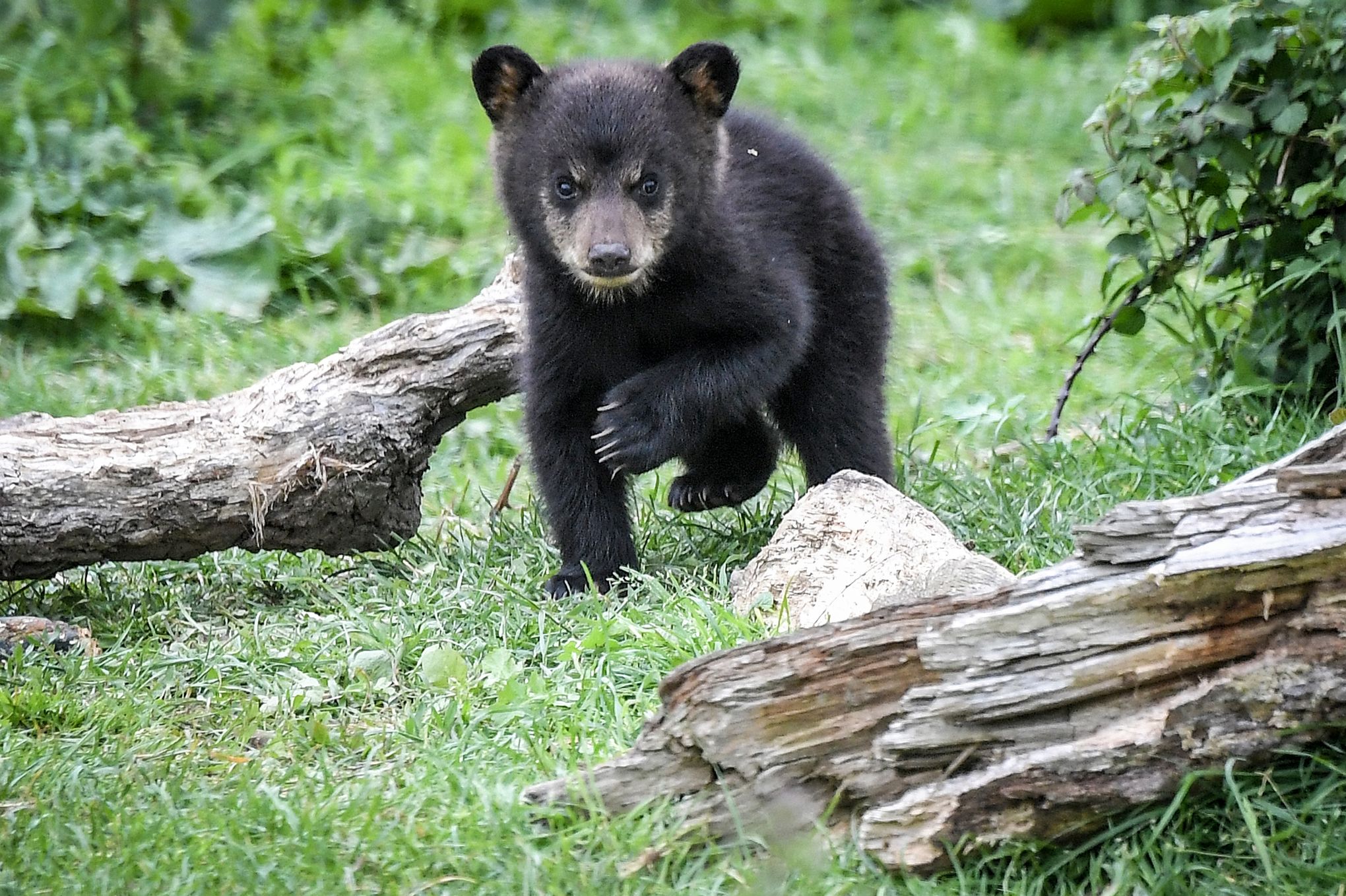 Tarn: l'ourson échappé de son enclos a été retrouvé