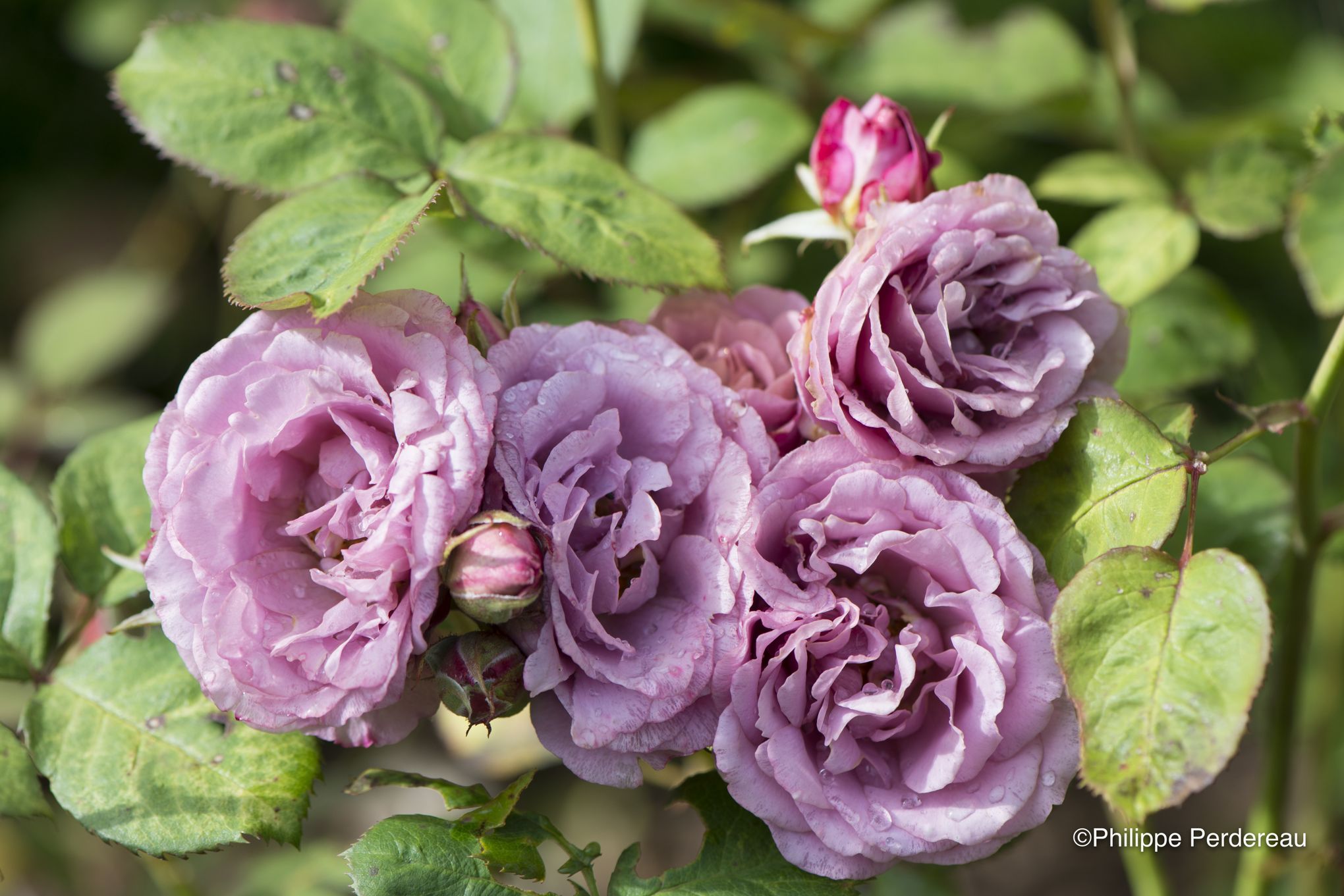 Dans Le Paradis Français Des Roses Japonaises