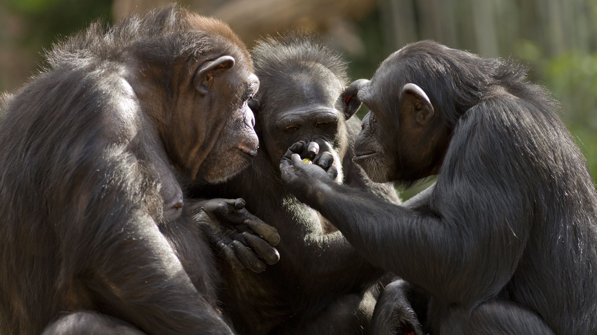 Découvrez les singes titis et leur système de communication unique