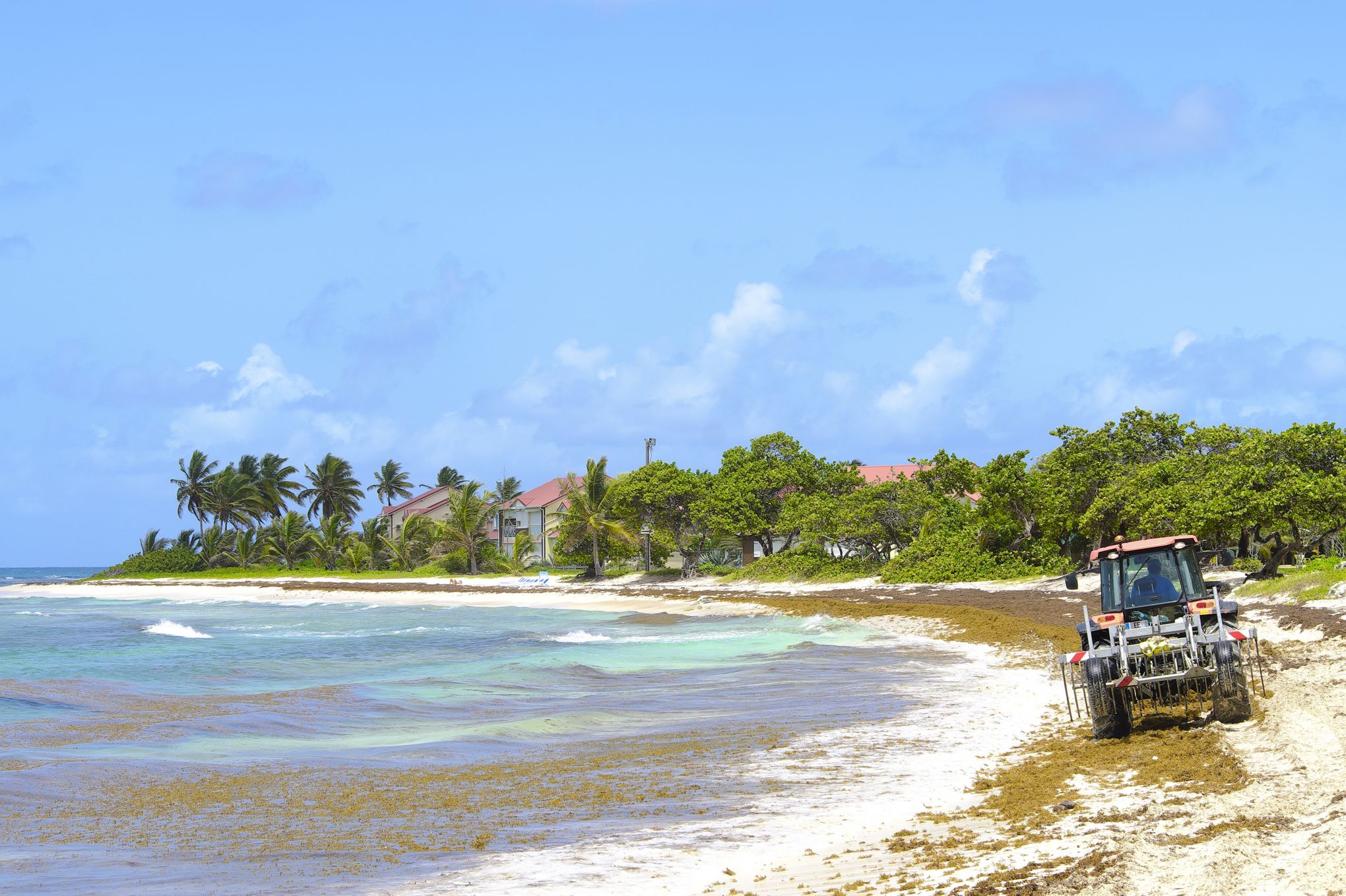 Les Sargasses étouffent Les Caraïbes