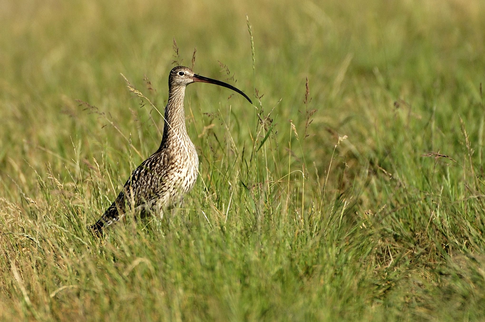 Les Dix Plus Grands Oiseaux Migrateurs Du Canada Earth