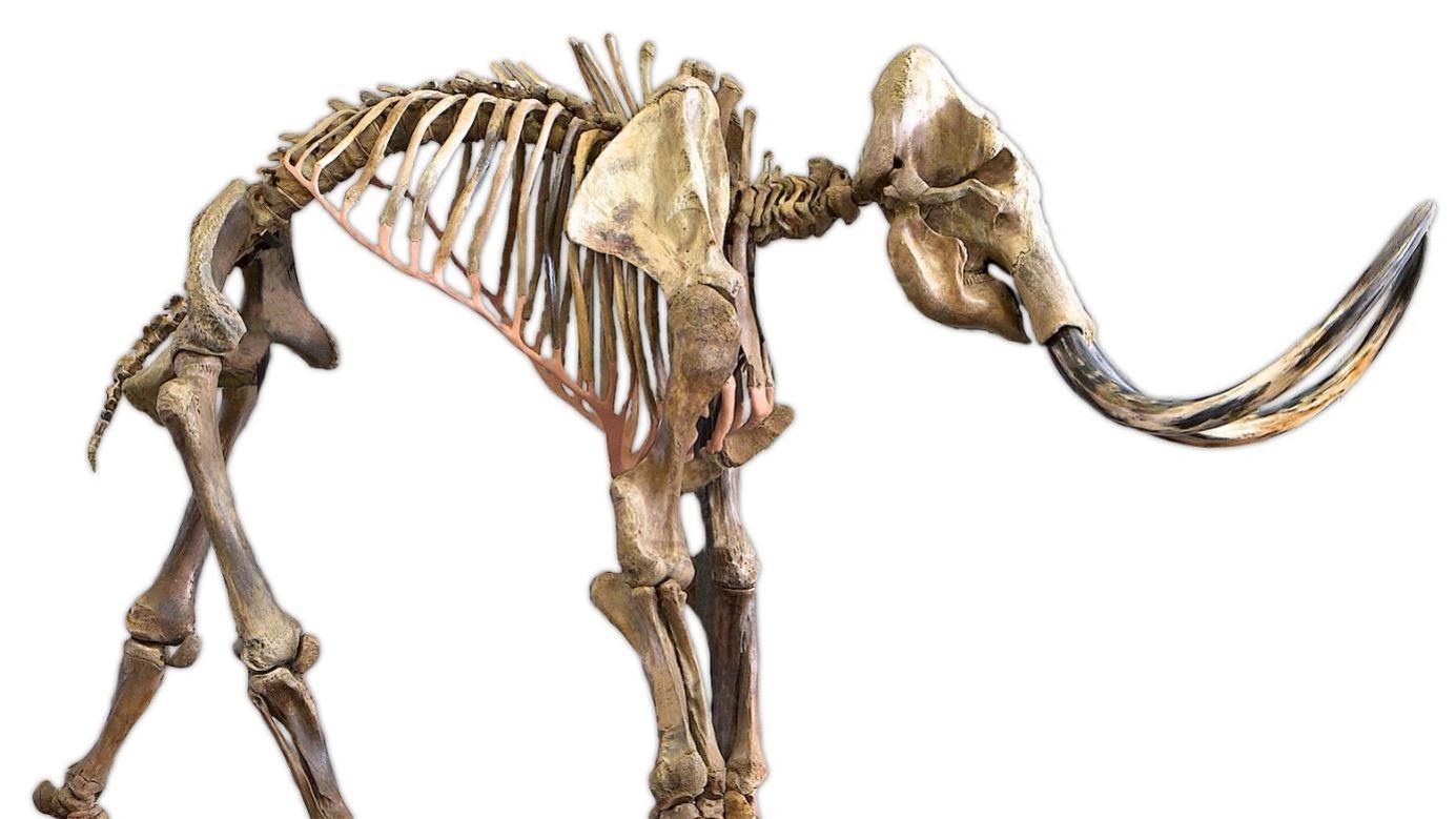 Vente D Un Squelette Complet De Mammouth Male D Un Crane De Stegodon Juvenile Et D Un Autre De Dunkleosteus Un Temoignage Exceptionnel De L Histoire