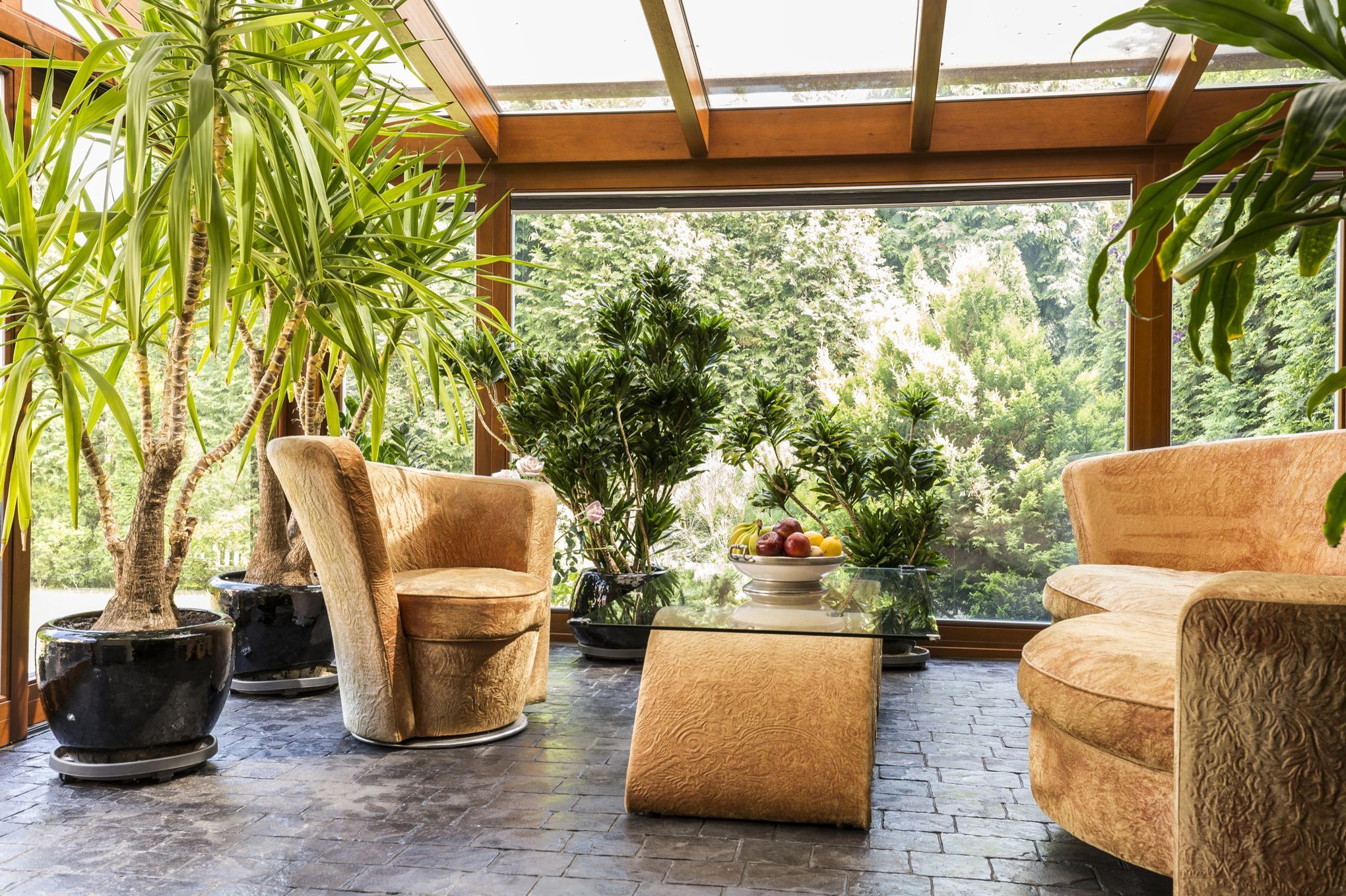 Comment choisir la plante d'intérieur idéale pour son salon ?