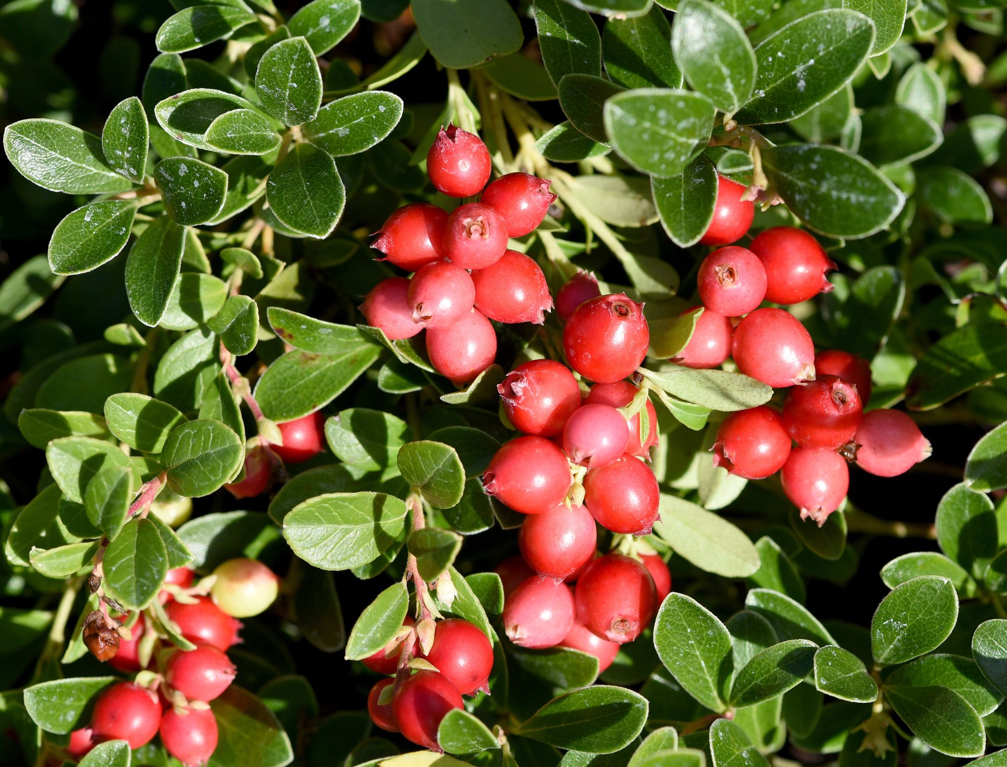 Canneberge, Airelle à gros fruits - Vaccinium macrocarpon - Le Jardin du  Pic Vert