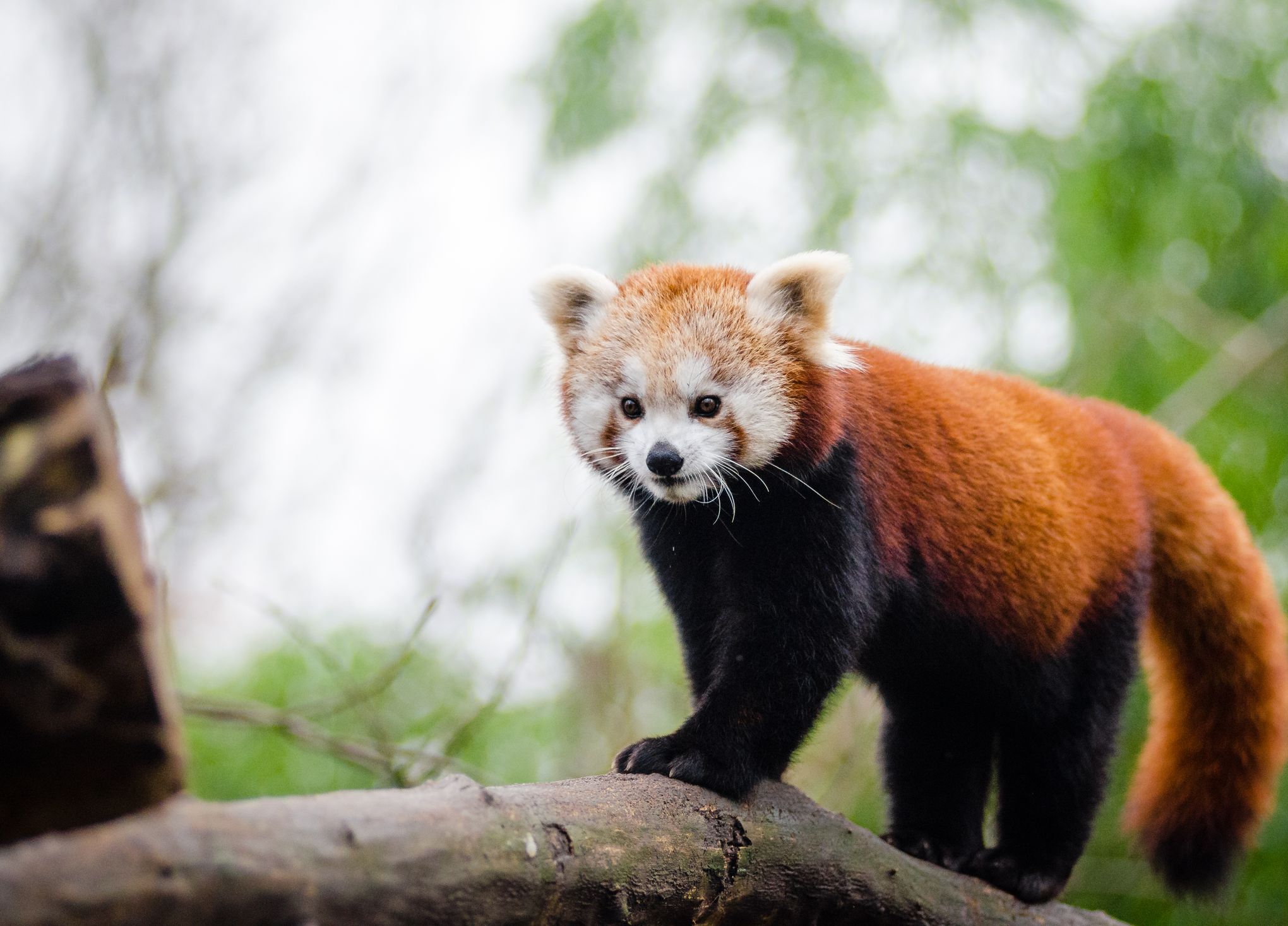 Des Scientifiques Affirment Qu Il Existe Deux Especes De Pandas Roux