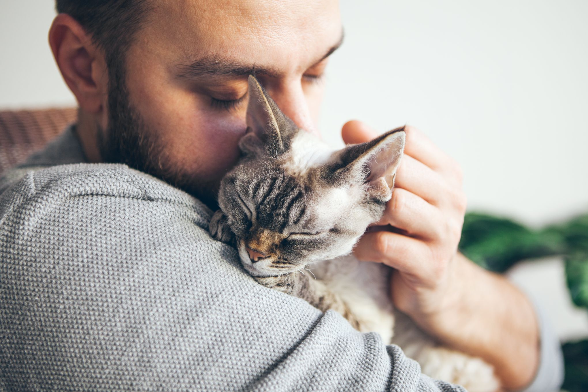 Le Defaut D Identification Des Chats Est Desormais Sanctionne