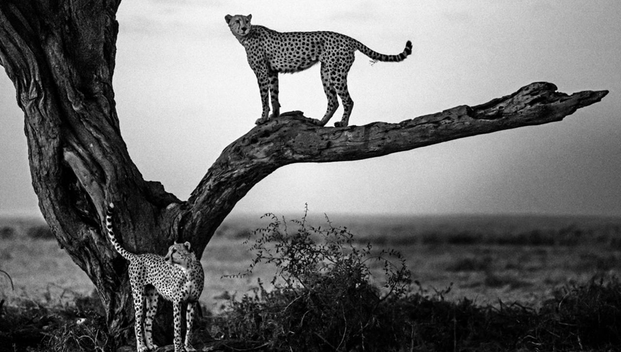 Dans l objectif de Laurent Baheux au c ur de la savane en noir et