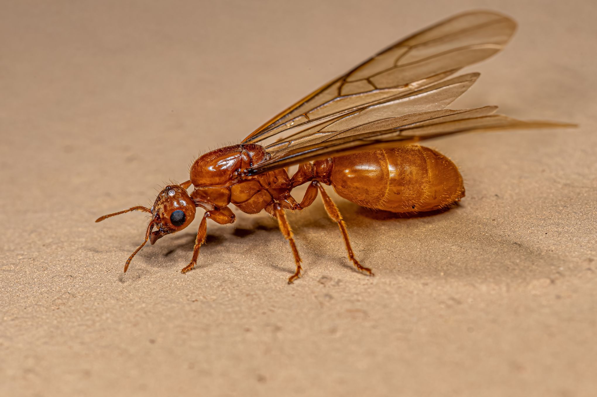 Les fourmis ont perdu leurs ailes pour gagner du muscle