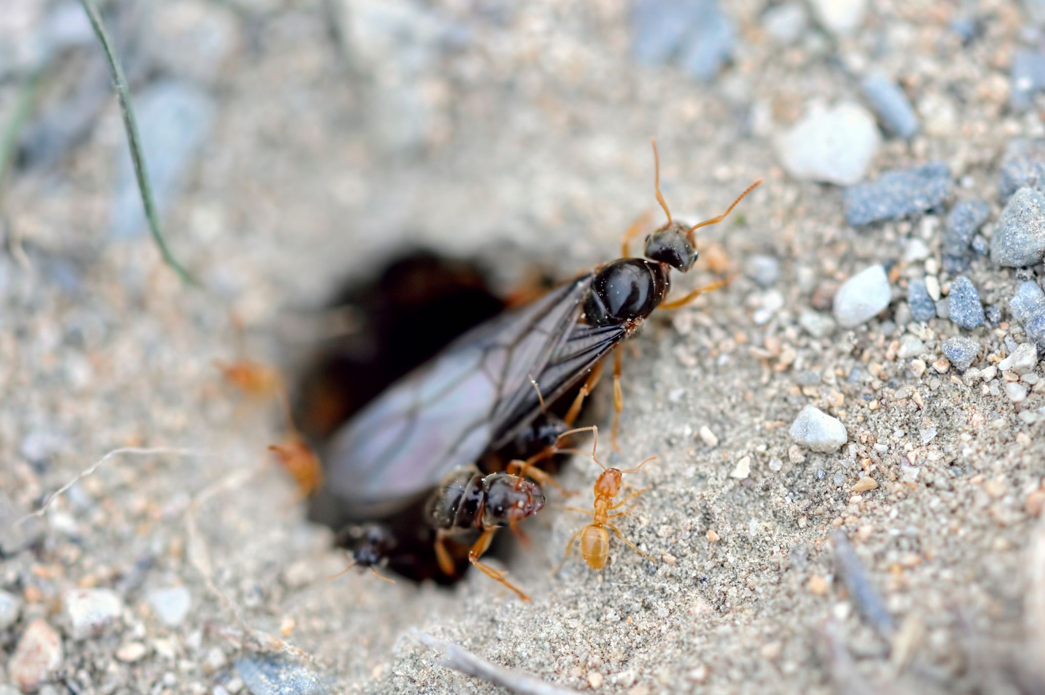 Nid De Fourmis Volantes Dans La Maison | Ventana Blog