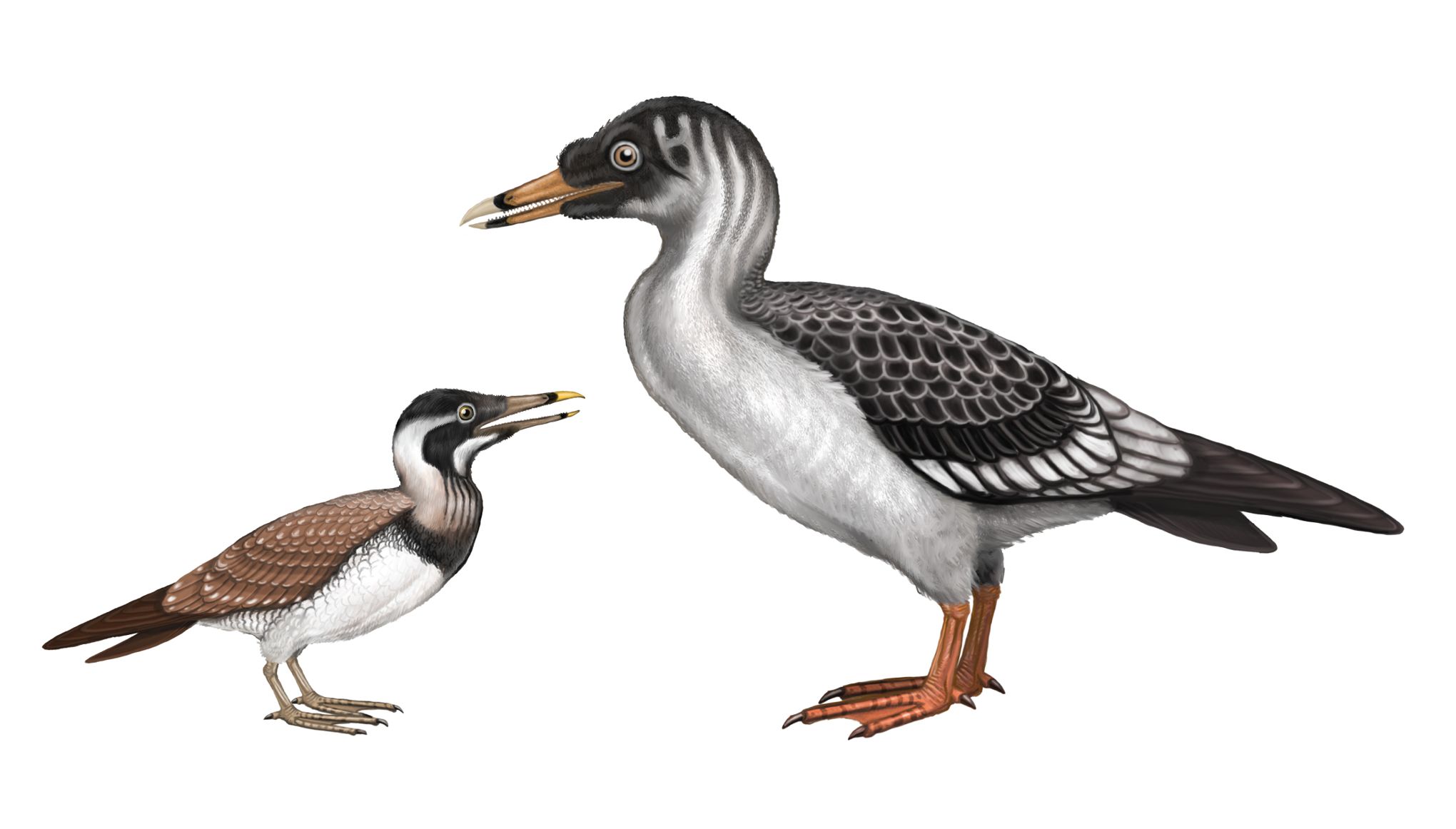 Le fossile d’un très vieux représentant des oiseaux bouleverse leur histoire évolutive