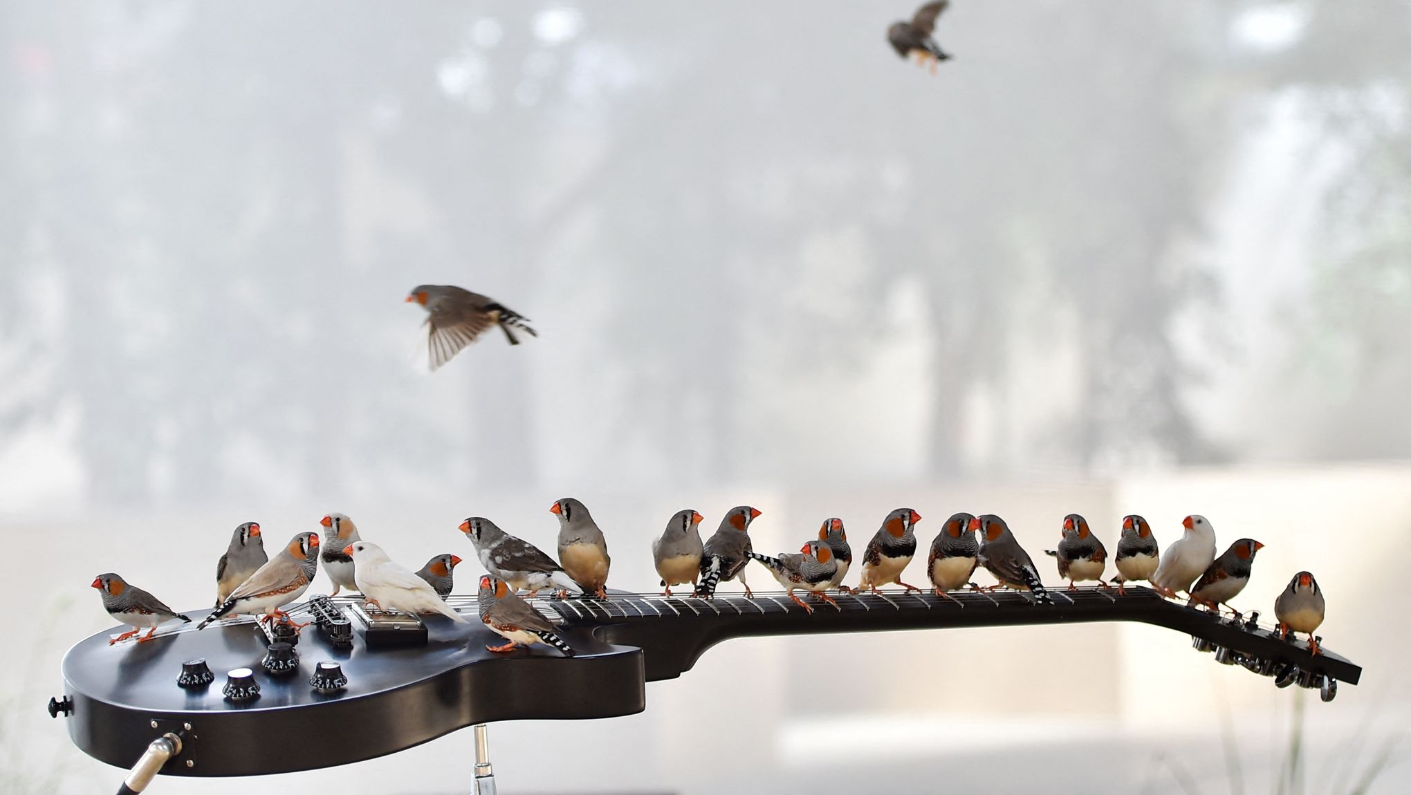 éloge des oiseaux de passage : journal d'un ornithologue un peu perché