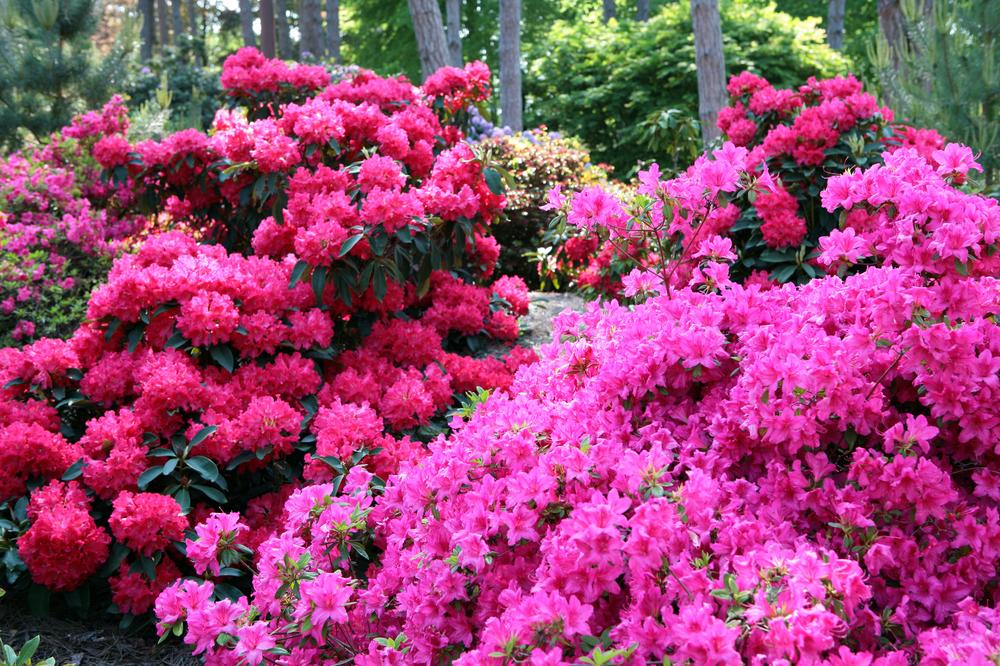 Arbres et arbustes décoratifs : nos conseils de plantation ...
