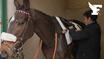 Courses, entraînements, jockeys : dans les coulisses d’une course hippique