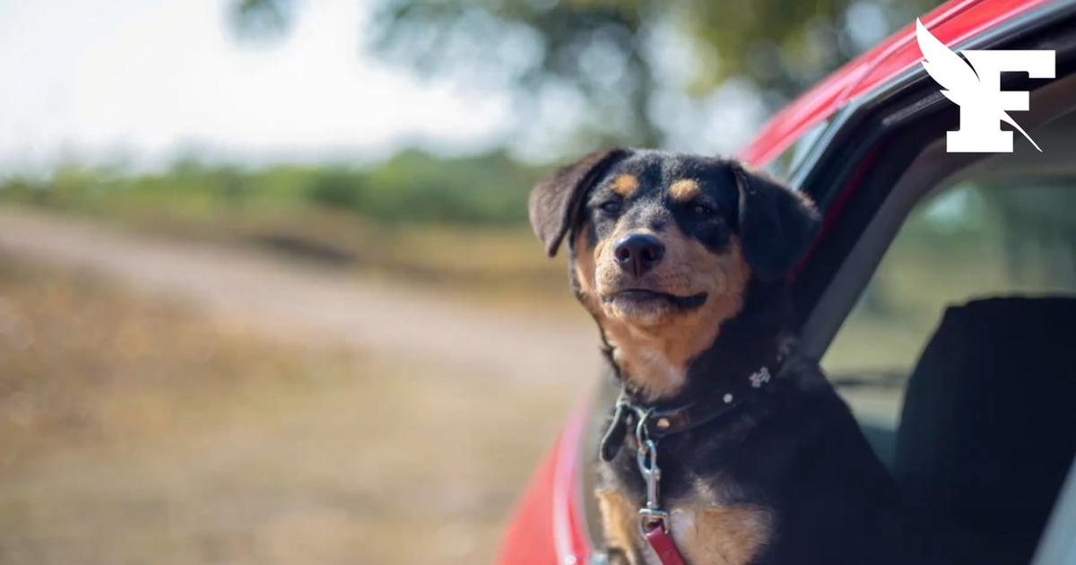 Dans ces 6 villes françaises, laisser son chien seul dans la voiture lors des fortes chaleurs devient interdit