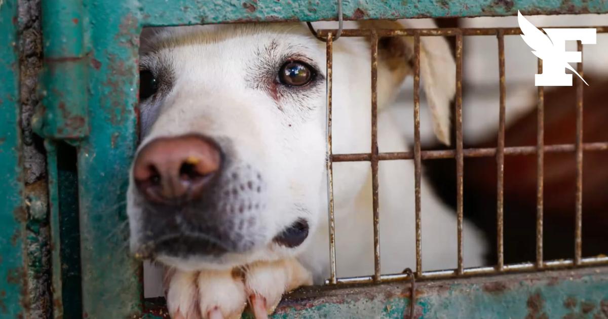 Espagne : des animaux maltraités vivants dans des conditions insalubres, découverts dans une plantation de cannabis