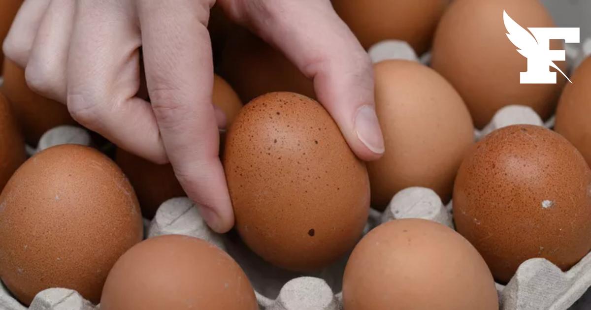 Rappel Conso publie deux rappels concernant des œufs vendus chez Lidl