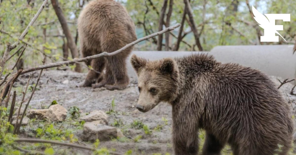 Moselle : quatre oursons orphelins recueillis après la mort de leur mère