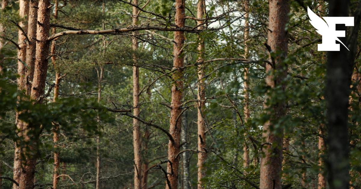 Le ministère de l'Agriculture a annoncé la détection d'un nouveau foyer de nématode du pin