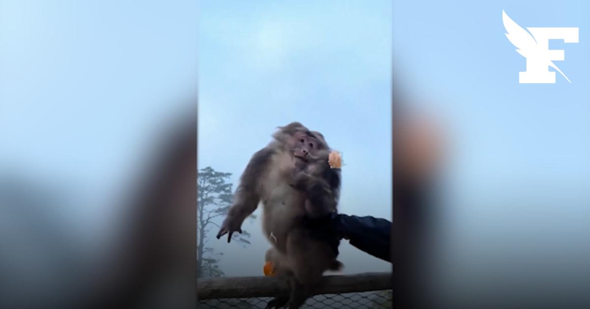 Un touriste banni trois ans d'une montagne en Chine pour avoir poussé un singe