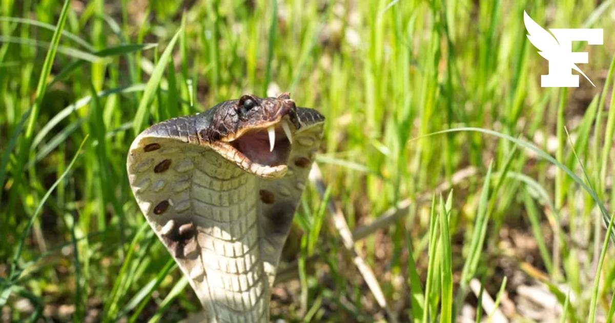 Mordu par un serpent en Egypte, un touriste allemand décède des suites de sa blessure