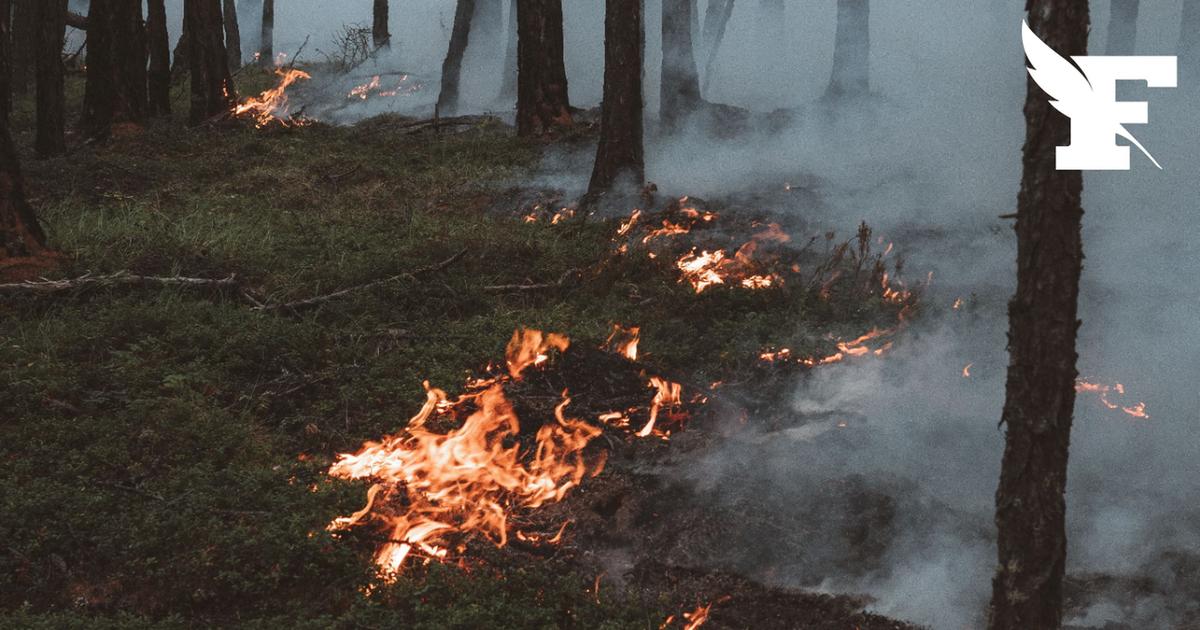 Paris : un homme de 23 ans placé en garde à vue après avoir allumé un incendie dans le Bois de Boulogne