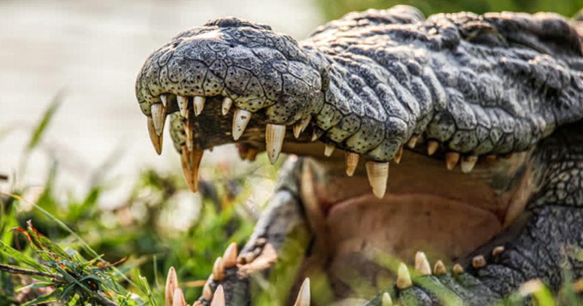 Israël ouvre la voie à l’utilisation de crocodiles pour sécuriser une prison de haute sécurité